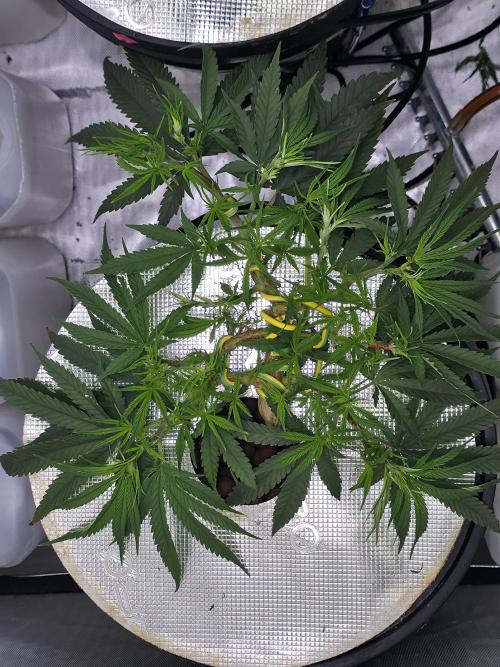 Bubblegum Femaleseeds. Week 7 - Chuck Norris enters the chat 
09/02/2026