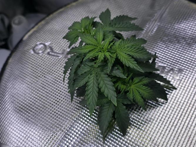 Bubblegum Femaleseeds. Week 7 - Chuck Norris enters the chat 
09/02/2026