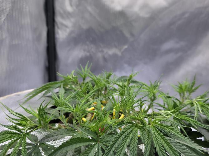 Bubblegum Femaleseeds. Week 7 - Chuck Norris enters the chat 
09/02/2026