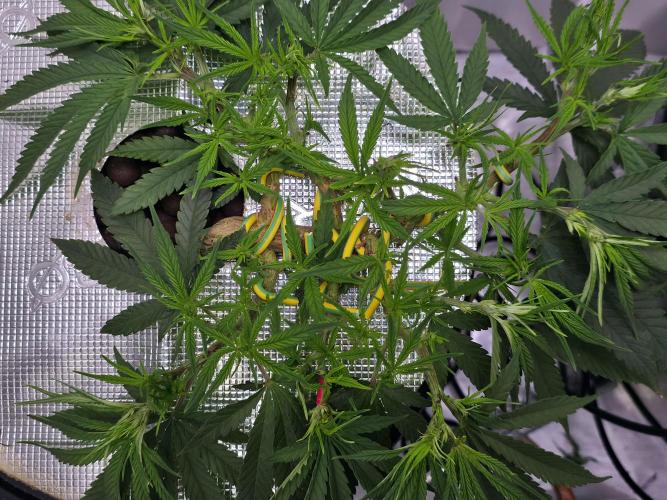 Bubblegum Femaleseeds. Week 7 - Chuck Norris enters the chat 
09/02/2026