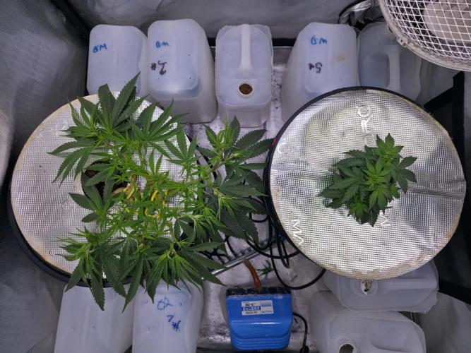 Bubblegum Femaleseeds. Week 7 - Chuck Norris enters the chat 
09/02/2026