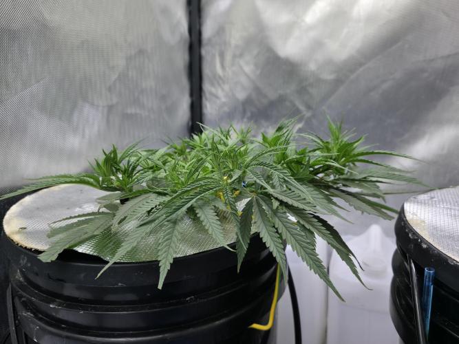 Bubblegum Femaleseeds. Week 7 - 10/02/2026
Supercropped cropped a litte two hard and snapped two stems but she's