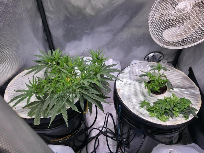 Bubblegum Femaleseeds. Week 7 - 11/02/2026
Thinned out #Back to the Future 
Was very bushy; thinned her right ou