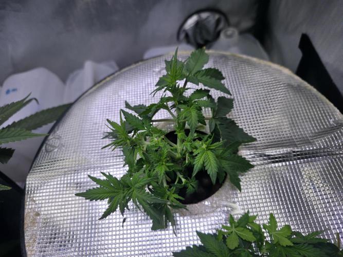 Bubblegum Femaleseeds. Week 7 - 11/02/2026
Thinned out #Back to the Future 
Was very bushy; thinned her right ou