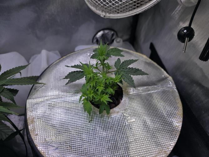 Bubblegum Femaleseeds. Week 8 - 12/02/2026
Praying to the lord 🙏 