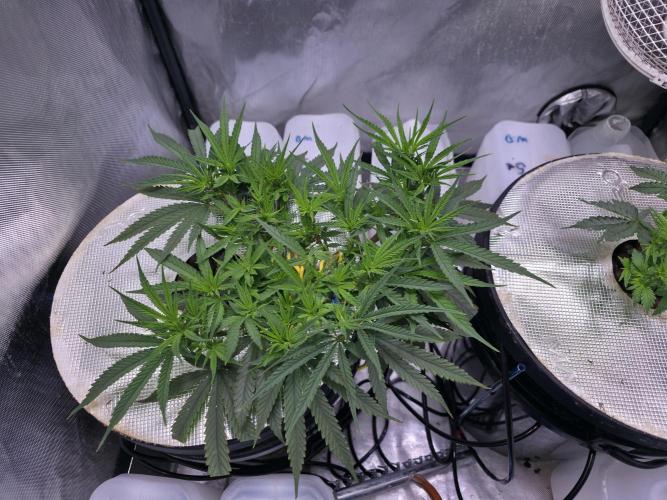 Bubblegum Femaleseeds. Week 8 - 12/02/2026
Praying to the lord 🙏 