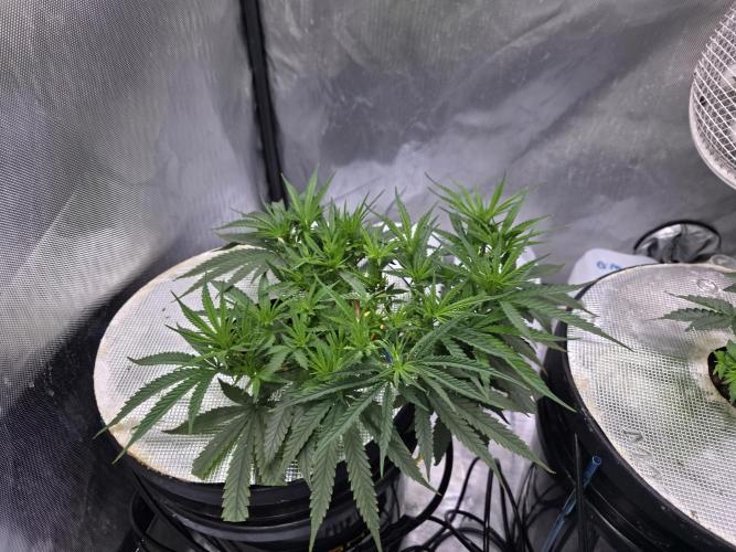 Bubblegum Femaleseeds. Week 8 - 12/02/2026
Praying to the lord 🙏 