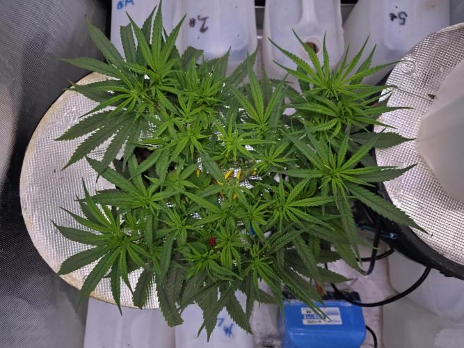 Bubblegum Femaleseeds. Week 8 - 12/02/2026
Praying to the lord 🙏 