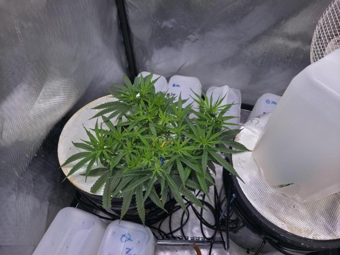 Bubblegum Femaleseeds. Week 8 - 12/02/2026
Praying to the lord 🙏 