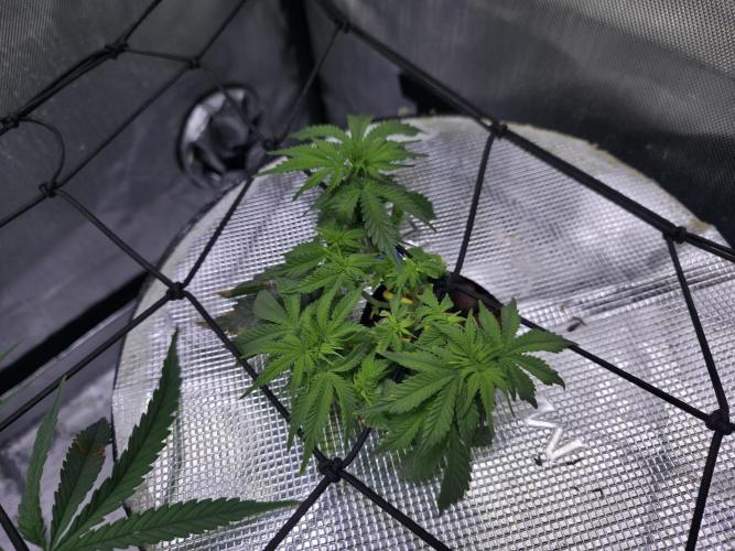 Bubblegum Femaleseeds. Week 8 - 17/02/2026