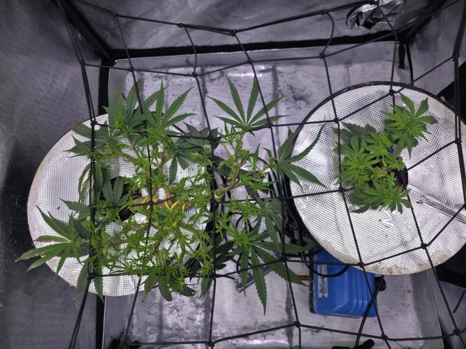 Bubblegum Femaleseeds. Week 8 - 17/02/2026