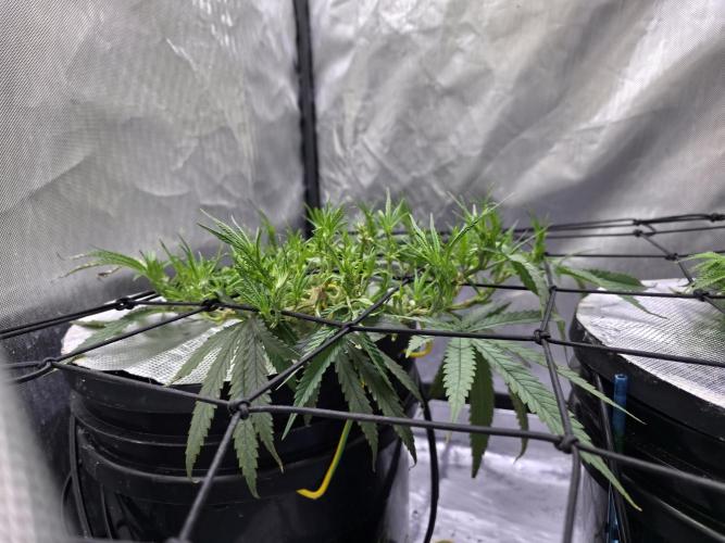 Bubblegum Femaleseeds. Week 8 - 17/02/2026