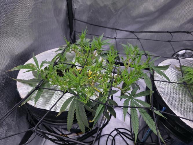 Bubblegum Femaleseeds. Week 8 - 17/02/2026