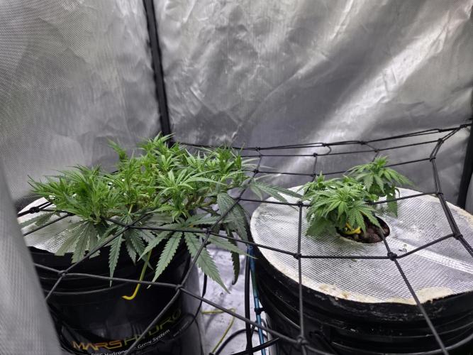 Bubblegum Femaleseeds. Week 8