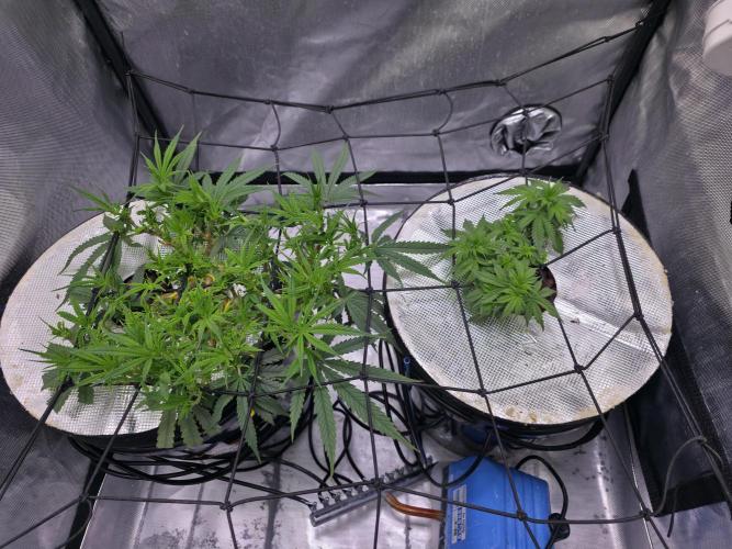 Bubblegum Femaleseeds. Week 8 - 18/02/2026