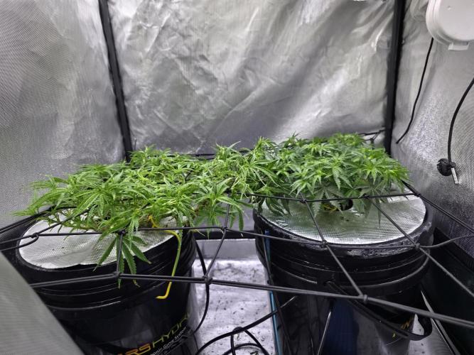 Bubblegum Femaleseeds. Week 9 - 04/03/2026
Switched to flower week 10 of vegetation! 
