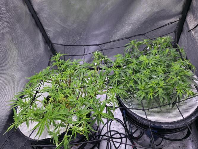 Bubblegum Femaleseeds. Week 9 - 04/03/2026
Switched to flower week 10 of vegetation! 
