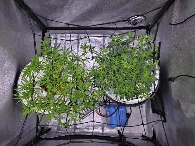 Bubblegum Femaleseeds. Week 9 - 04/03/2026
Switched to flower week 10 of vegetation! 
