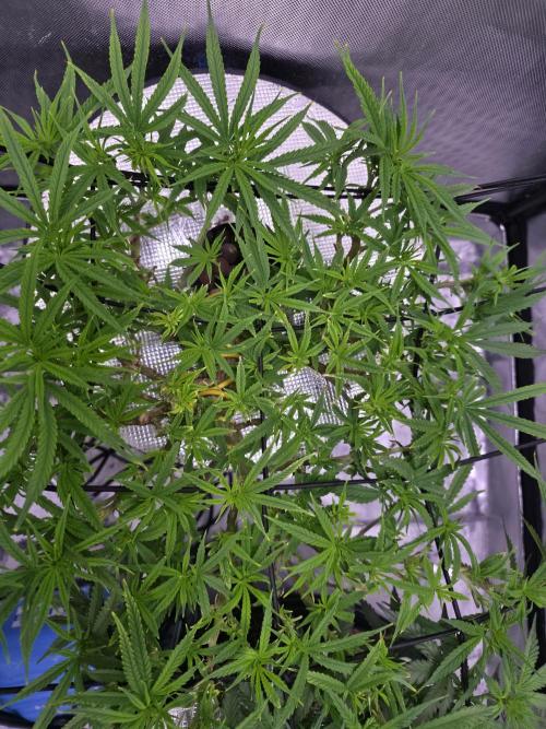 Bubblegum Femaleseeds. Week 9 - 05/03/2026
Supercropped some colas and tuck some under the net!