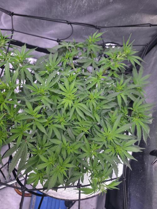 Bubblegum Femaleseeds. Week 9 - 05/03/2026
Supercropped some colas and tuck some under the net!