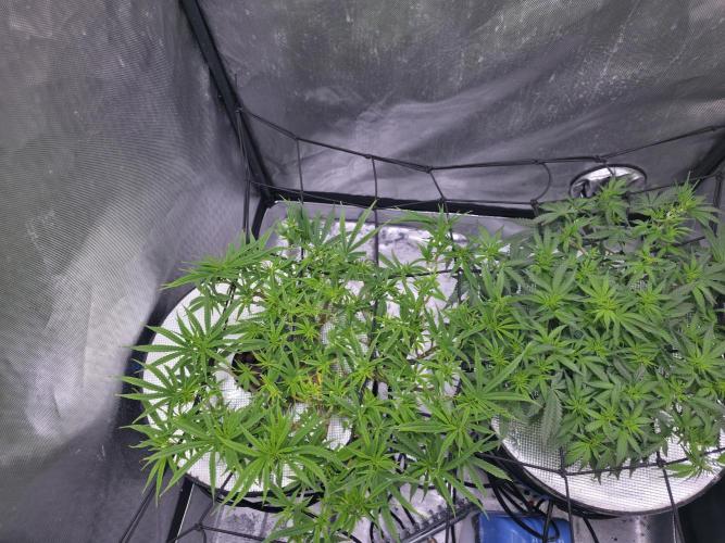 Bubblegum Femaleseeds. Week 9 - 05/03/2026
Supercropped some colas and tuck some under the net!