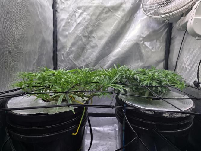Bubblegum Femaleseeds. Week 9 - 05/03/2026
Supercropped some colas and tuck some under the net!