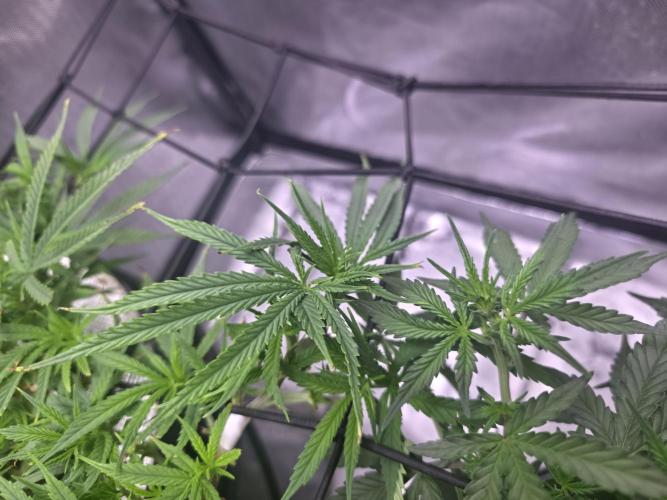 Bubblegum Femaleseeds. Week 9 - 06/03/2026
Added 5L of Sensi Bloom 4ml/L + 20ml of Hydrosol liquid Feed! Supperc