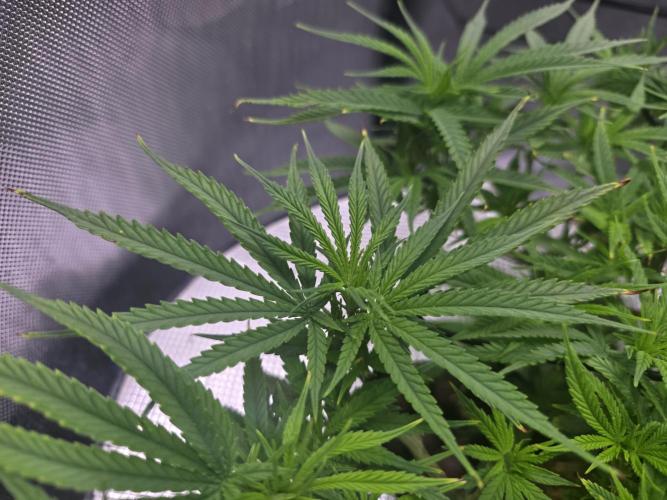 Bubblegum Femaleseeds. Week 9 - 06/03/2026
Added 5L of Sensi Bloom 4ml/L + 20ml of Hydrosol liquid Feed! Supperc
