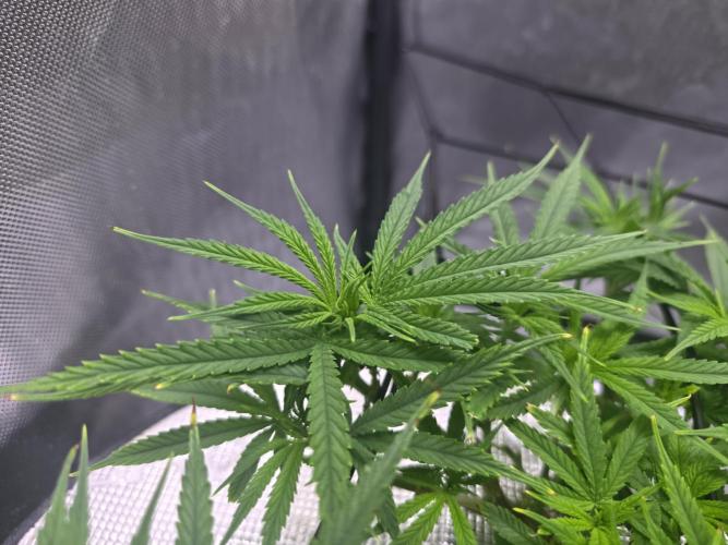 Bubblegum Femaleseeds. Week 9 - 06/03/2026
Added 5L of Sensi Bloom 4ml/L + 20ml of Hydrosol liquid Feed! Supperc