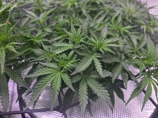 Bubblegum Femaleseeds. Week 9 - 06/03/2026
Added 5L of Sensi Bloom 4ml/L + 20ml of Hydrosol liquid Feed! Supperc