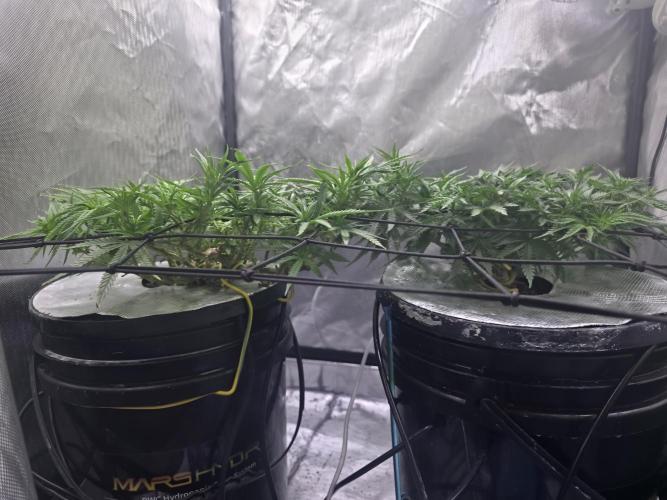 Bubblegum Femaleseeds. Week 9 - 06/03/2026
Added 5L of Sensi Bloom 4ml/L + 20ml of Hydrosol liquid Feed! Supperc