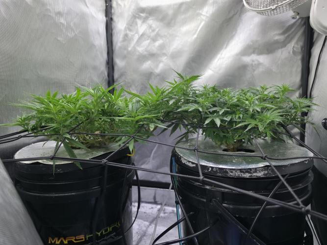 Bubblegum Femaleseeds. Week 9 - 08/03/2026
#Back to The Future - DC Seeds: is already showing signs of pre-flowe