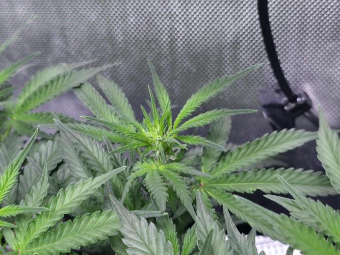 Bubblegum Femaleseeds. Week 9 - 08/03/2026
#Back to The Future - DC Seeds: is already showing signs of pre-flowe