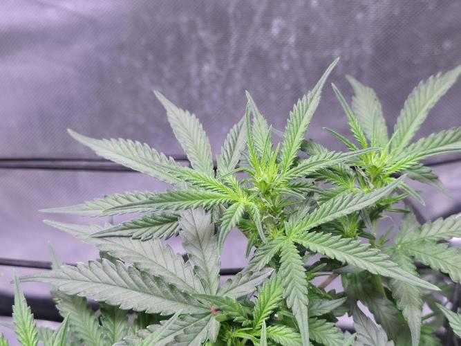 Bubblegum Femaleseeds. Week 9 - 08/03/2026
#Back to The Future - DC Seeds: is already showing signs of pre-flowe