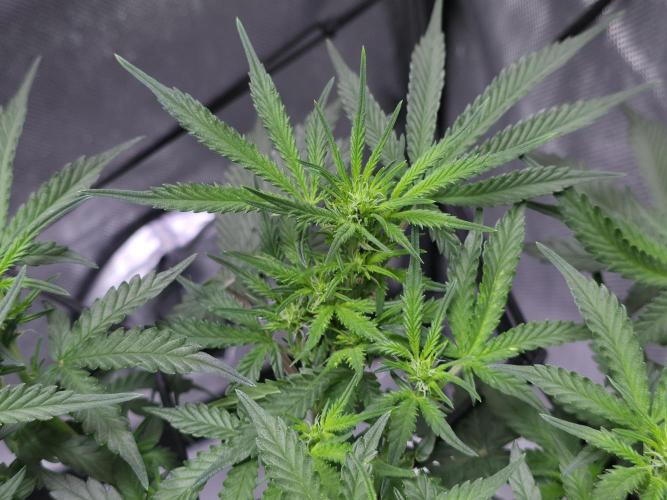 Bubblegum Femaleseeds. Week 9 - 08/03/2026
#Back to The Future - DC Seeds: is already showing signs of pre-flowe