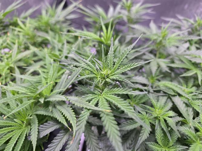 Bubblegum Femaleseeds. Week 9 - 08/03/2026
#Back to The Future - DC Seeds: is already showing signs of pre-flowe