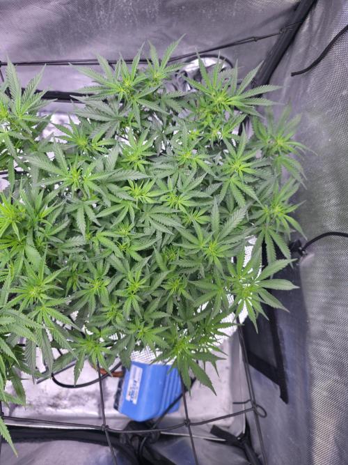 Bubblegum Femaleseeds. Week 9 - 08/03/2026
#Back to The Future - DC Seeds: is already showing signs of pre-flowe