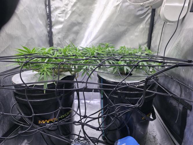 Bubblegum Femaleseeds. Week 9 - 08/03/2026
Midday - Secondary Scrog Net Added!