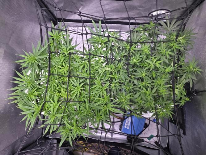 Bubblegum Femaleseeds. Week 9 - 08/03/2026
Midday - Secondary Scrog Net Added!