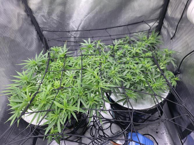 Bubblegum Femaleseeds. Week 9 - 08/03/2026
Midday - Secondary Scrog Net Added! - removed training wires!
