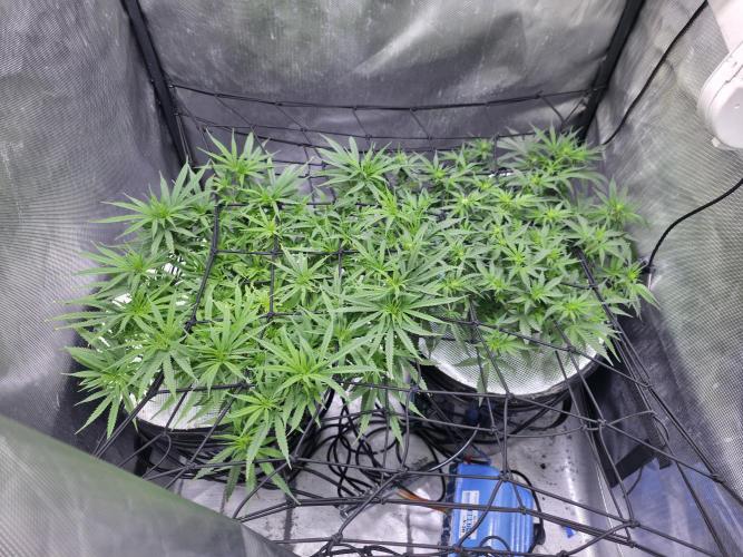 Bubblegum Femaleseeds. Week 9 - 09/03/2026
Defolled and tucked! 