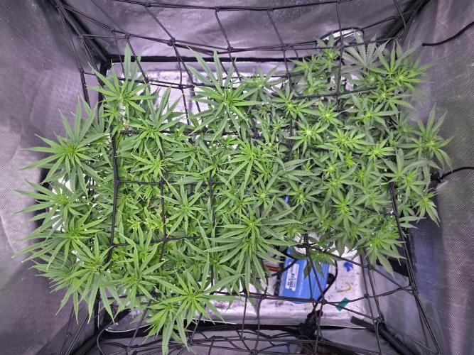 Bubblegum Femaleseeds. Week 9 - 09/03/2026
Defolled and tucked! 