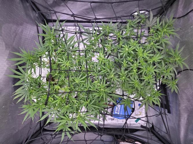 Bubblegum Femaleseeds. Week 9 - 10/03/2026
Big defoll 