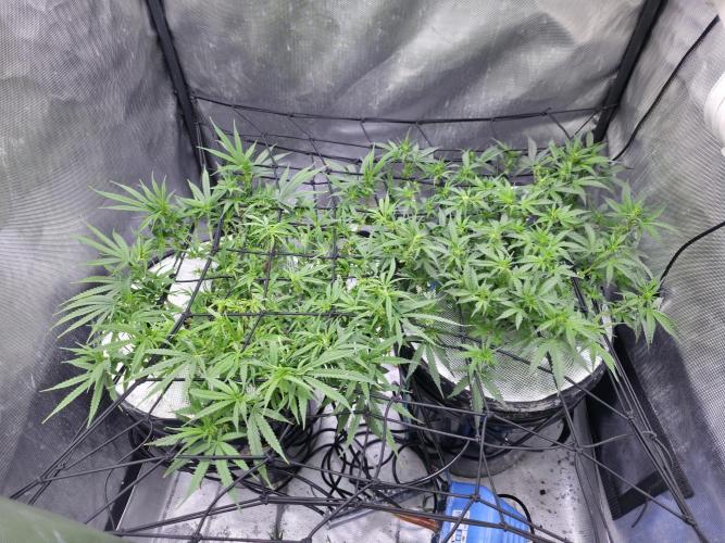 Bubblegum Femaleseeds. Week 9 - 10/03/2026
Big defoll 