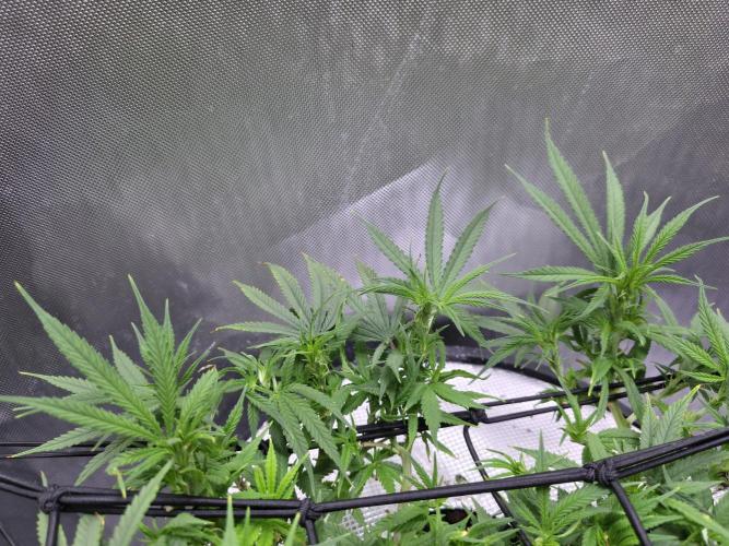 Bubblegum Femaleseeds. Week 9 - 10/03/2026
Big defoll 