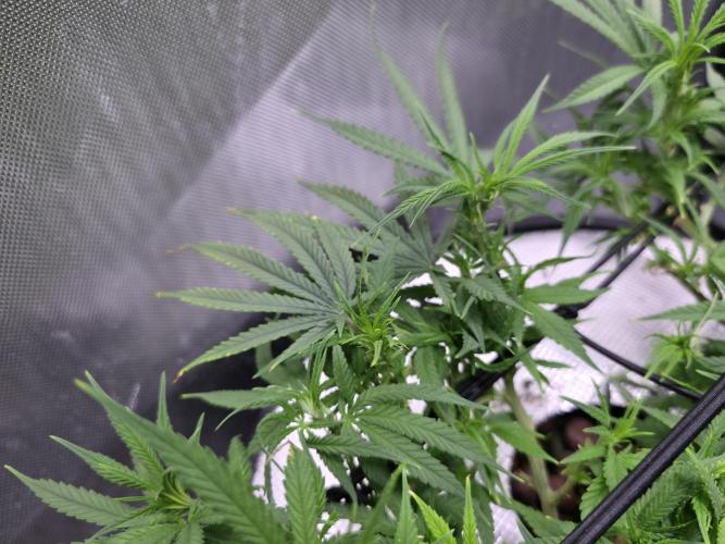 Bubblegum Femaleseeds. Week 9 - 10/03/2026
Big defoll 