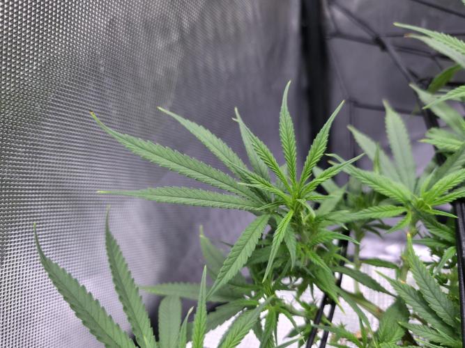 Bubblegum Femaleseeds. Week 9 - 10/03/2026
Big defoll 