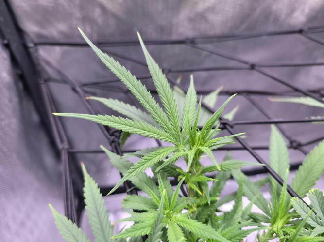 Bubblegum Femaleseeds. Week 9 - 10/03/2026
Big defoll 