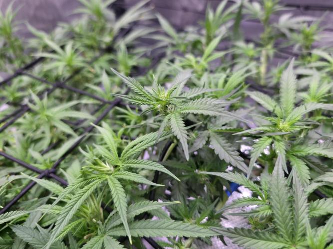 Bubblegum Femaleseeds. Week 9 - 10/03/2026
Big defoll 10/03/2026
Big defoll 