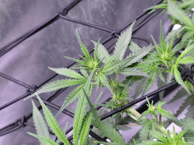Bubblegum Femaleseeds. Week 9 - 10/03/2026
Big defoll 